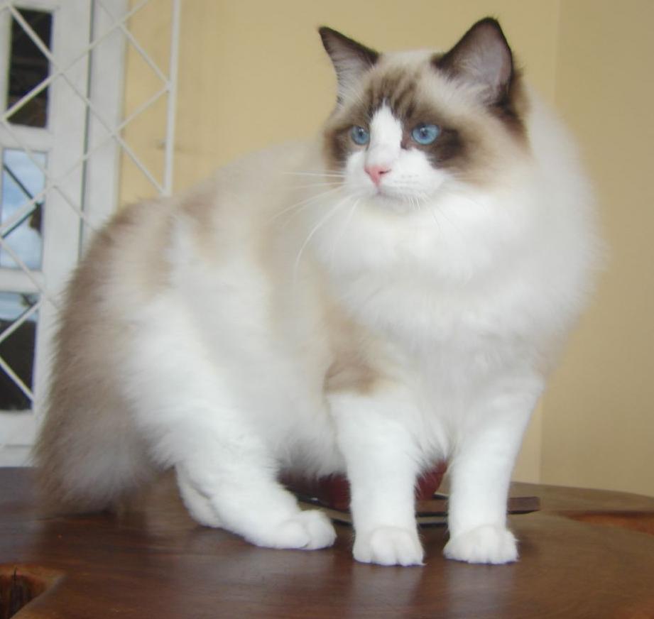 ragdoll cat pictures