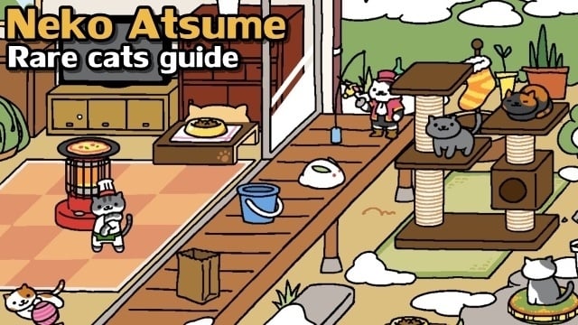 rarest neko atsume cat