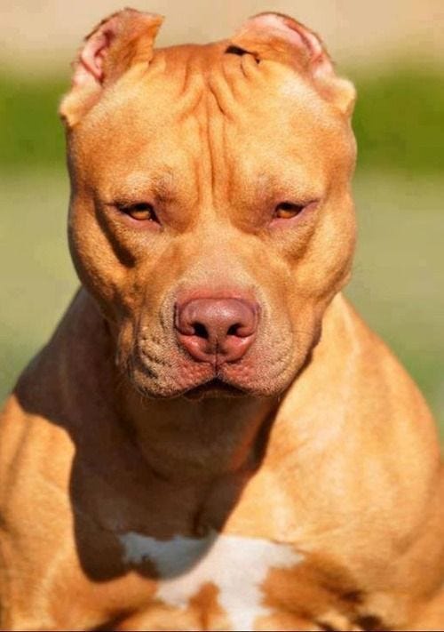 red nose pitbull dog