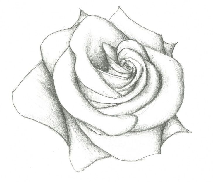 rose pencil drawing images