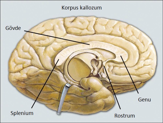 rostrum ne demek