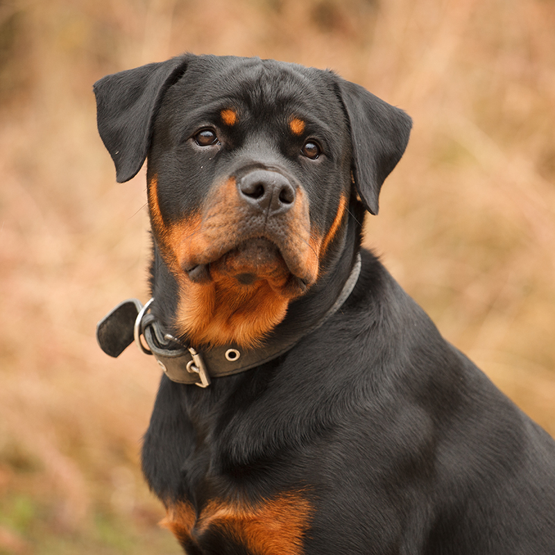 rottweiler for sale near me