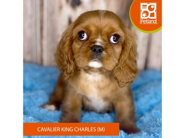 ruby king charles spaniel