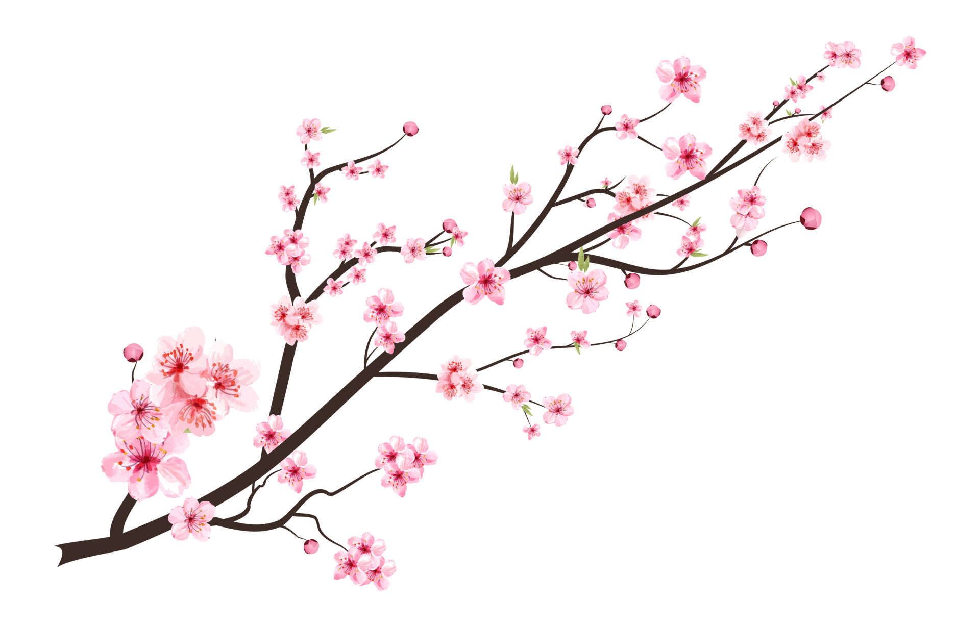 sakura flower png