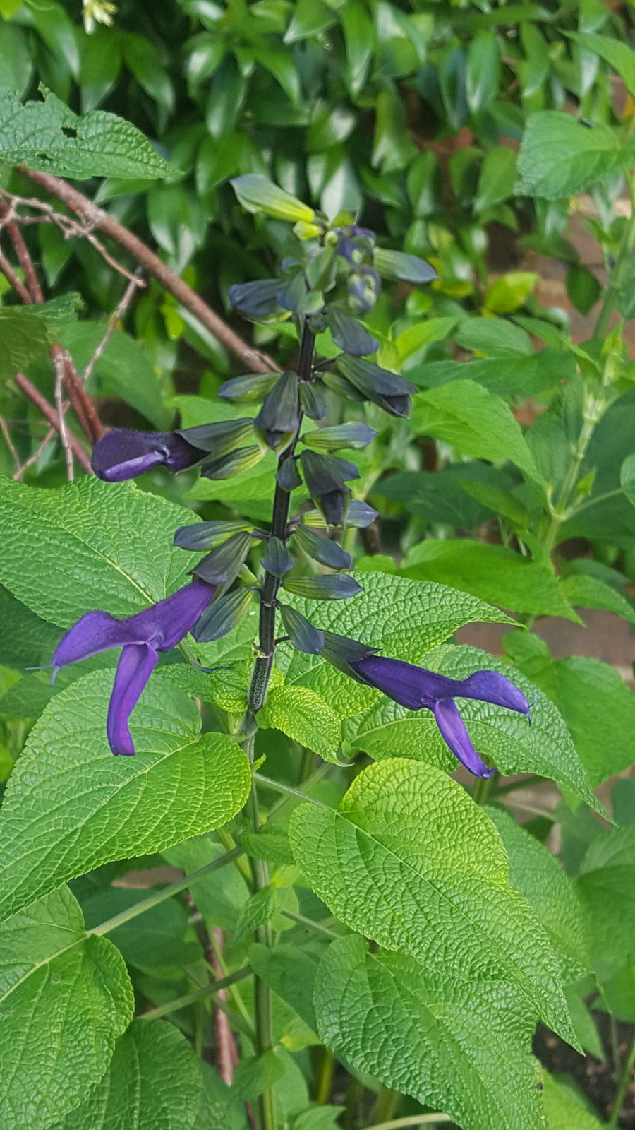 salvia divinorum india