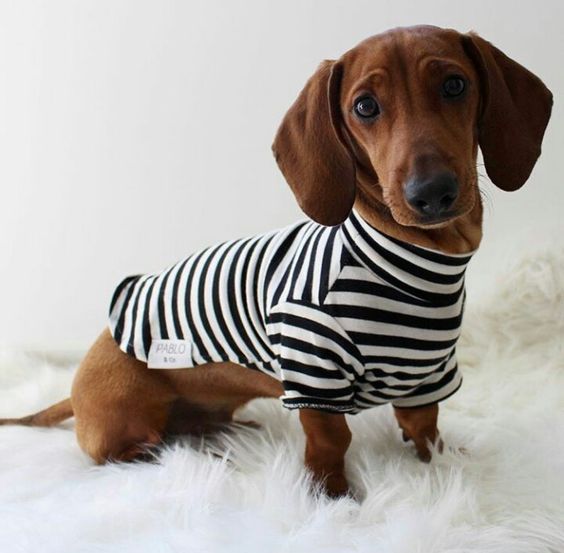 sausage dog apparel