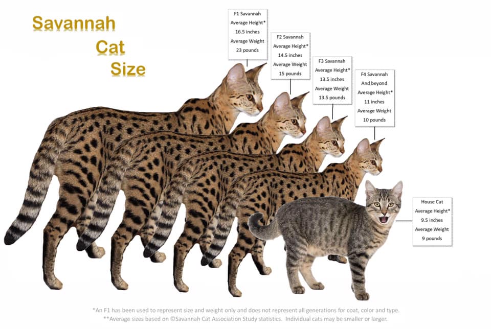 savannah cat length