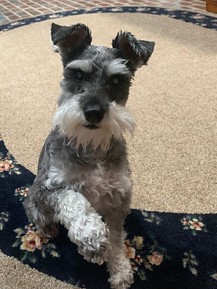 schnauzer rescue near me