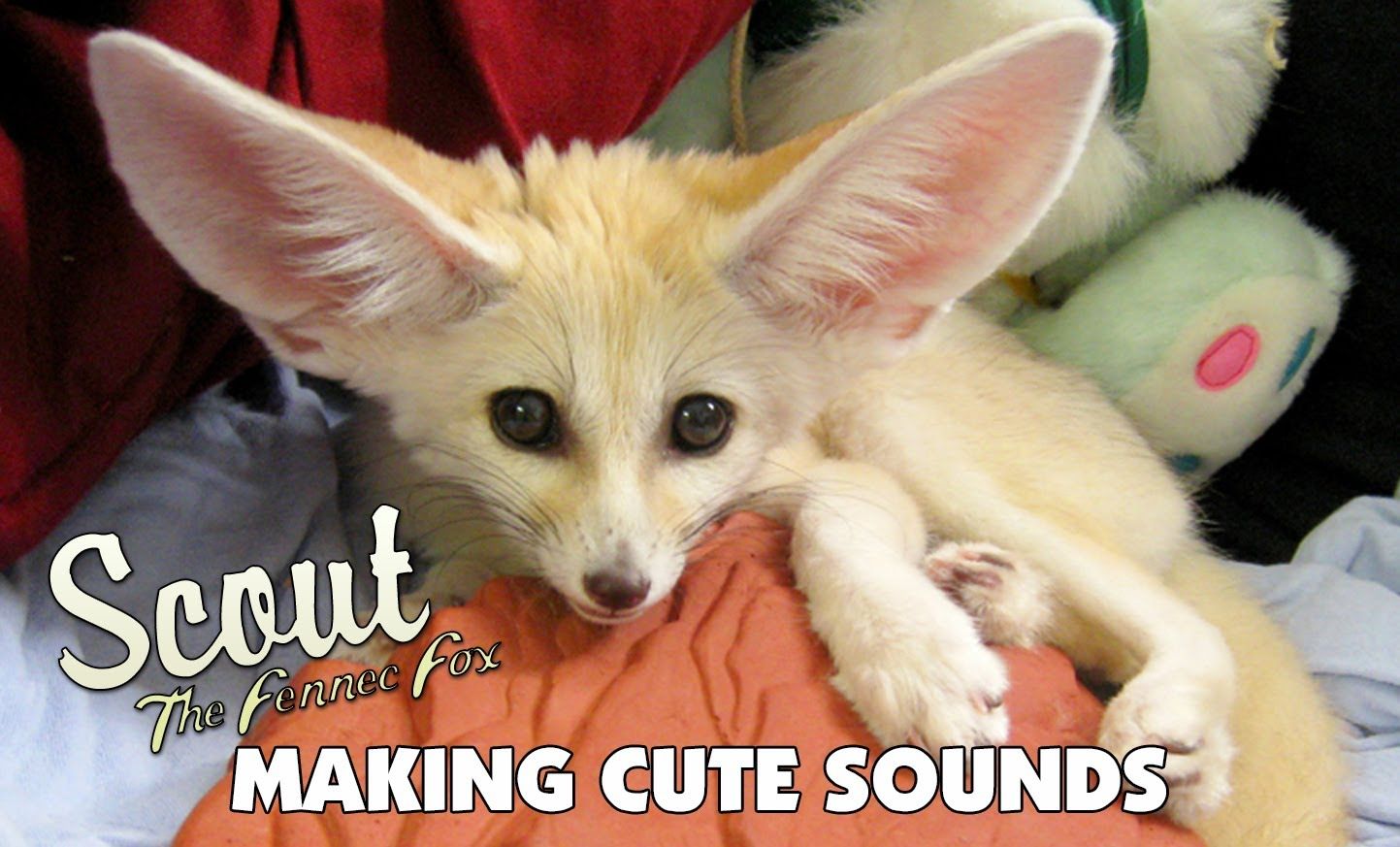 scout the fennec fox