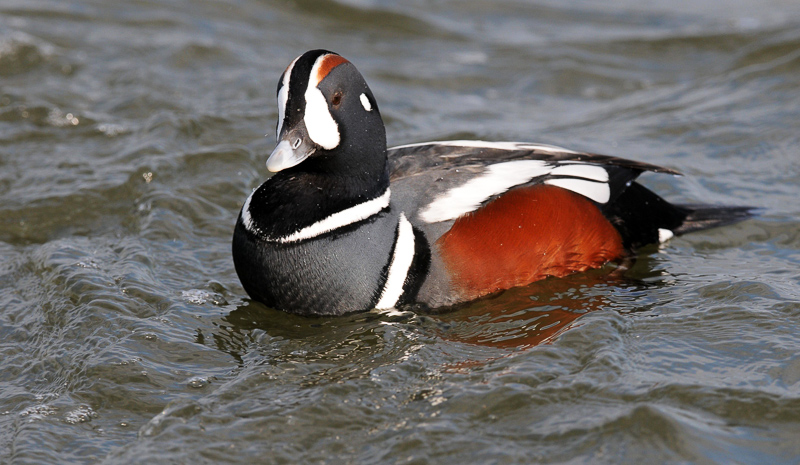 sea duck crossword