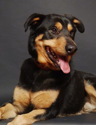 shepherd rottie cross