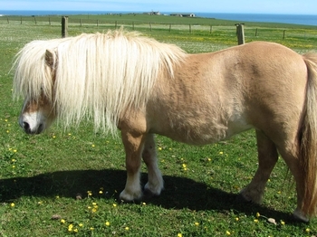 shetland pony for sale