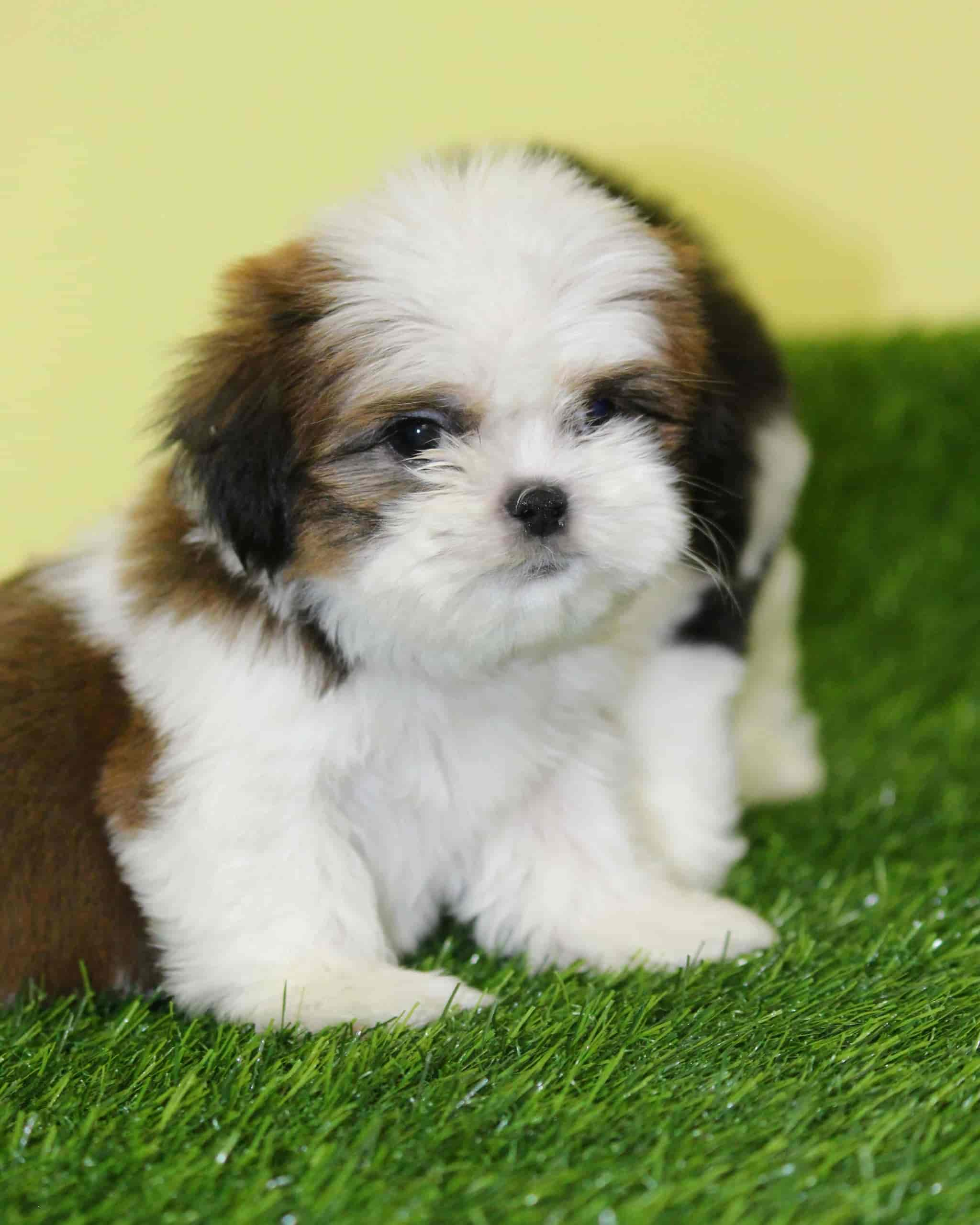 shi tzu puppies for sale