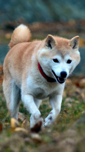 shiba inu worst dog ever