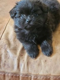 shih tzu for sale birmingham