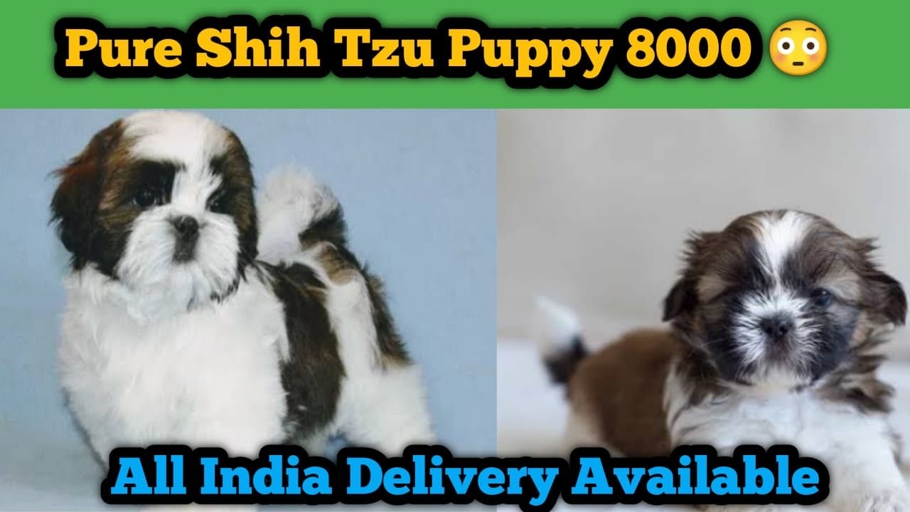 shih tzu price in ahmedabad