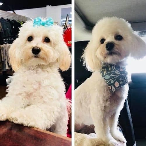 short hair maltipoo haircuts