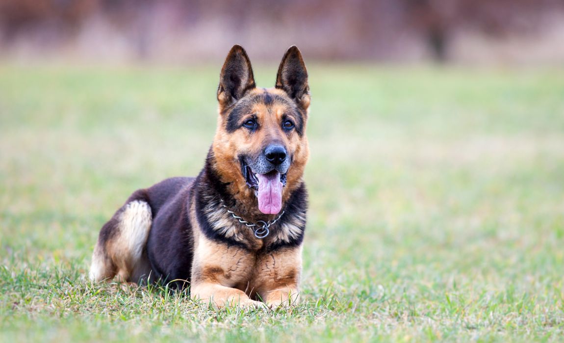 short haired german shepherd puppy