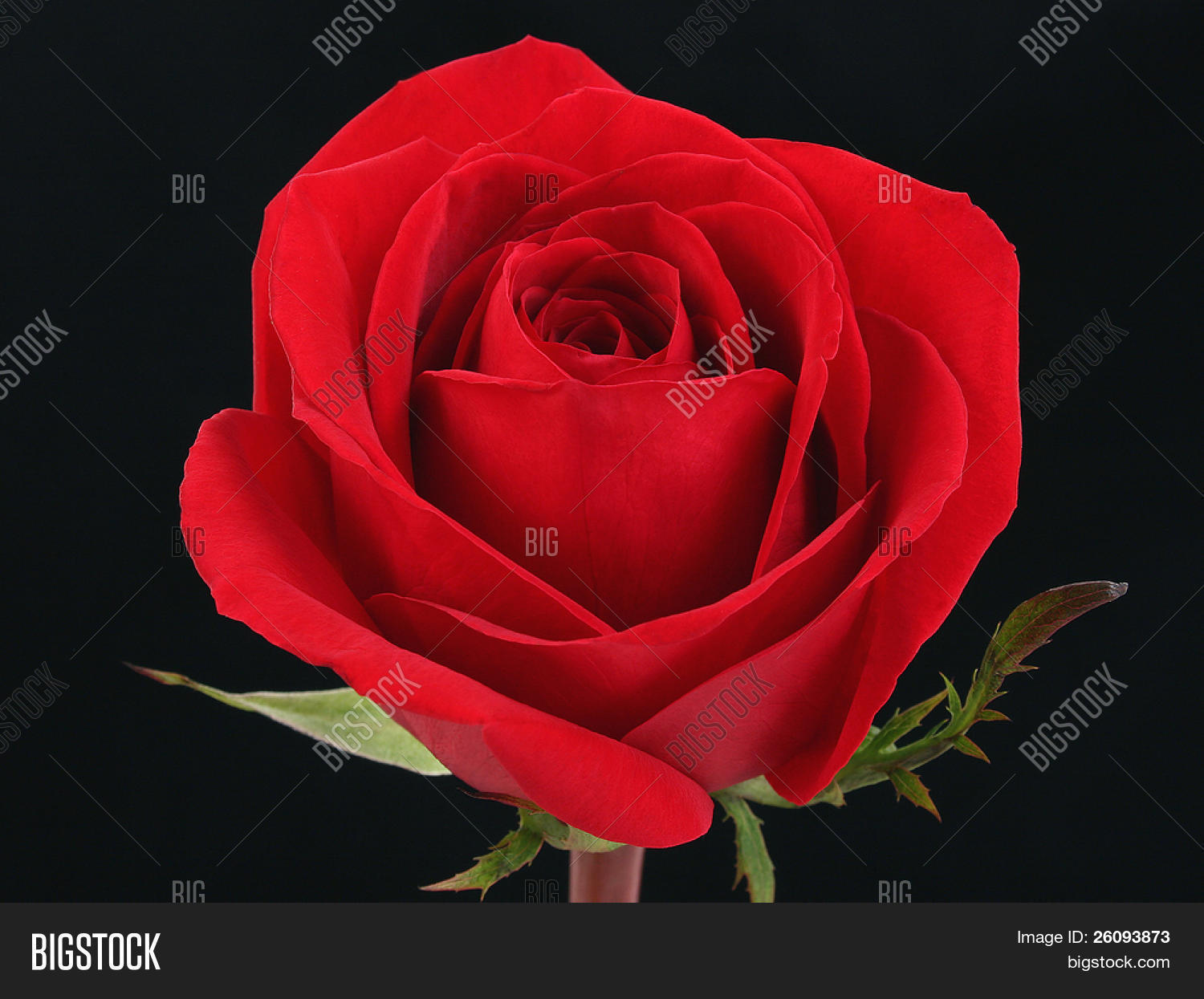 single red rose image