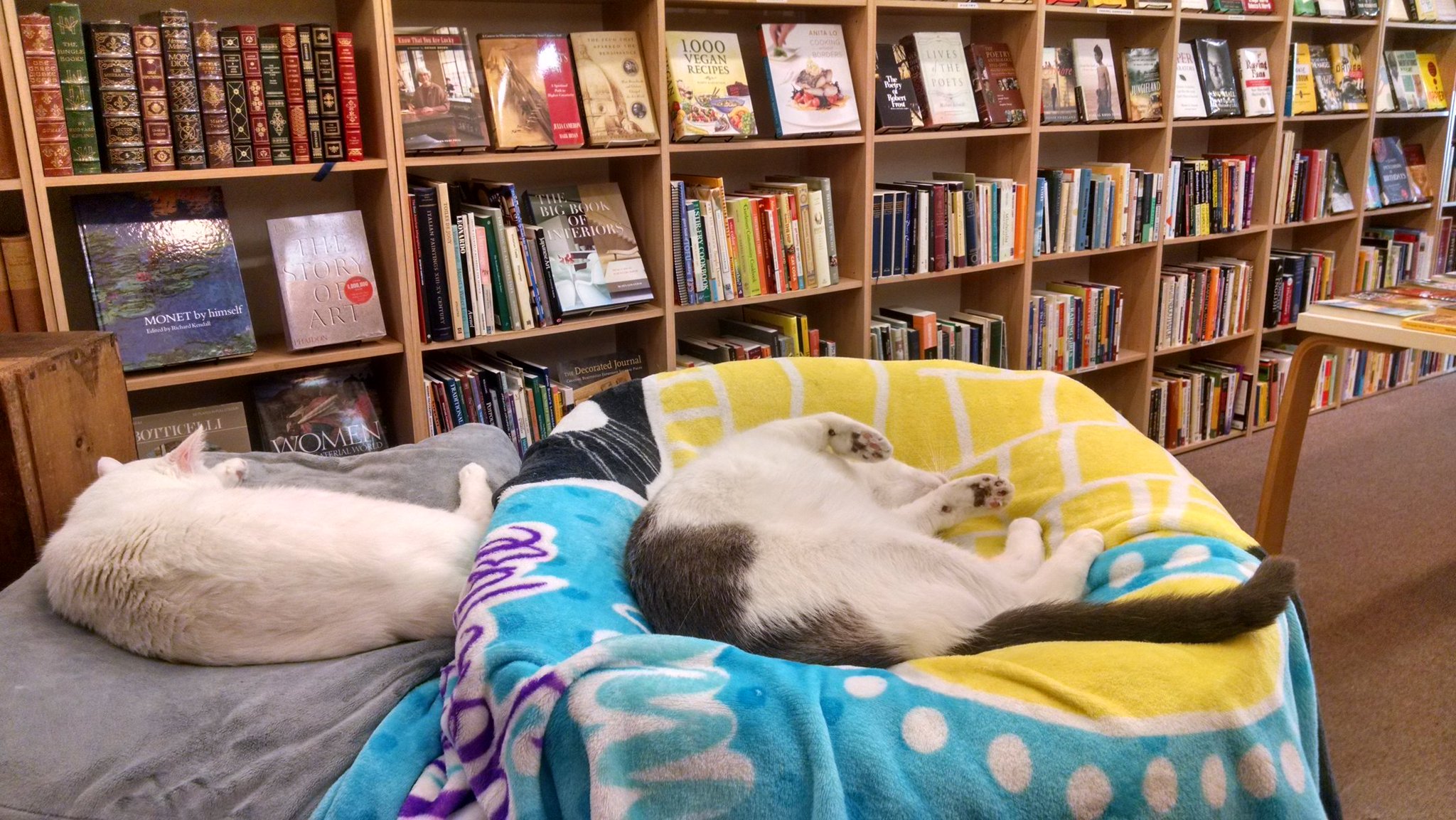 sleepy cat books