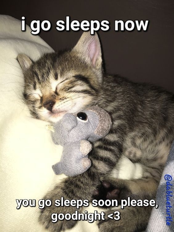 sleepy cat meme