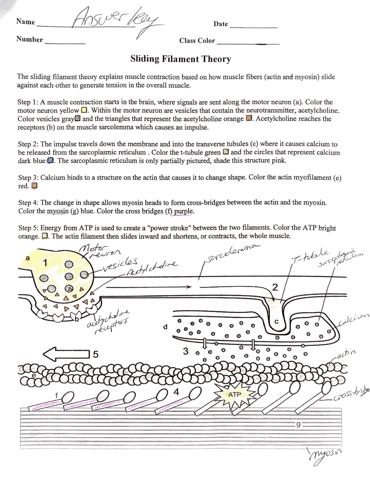 sliding filament theory coloring answers