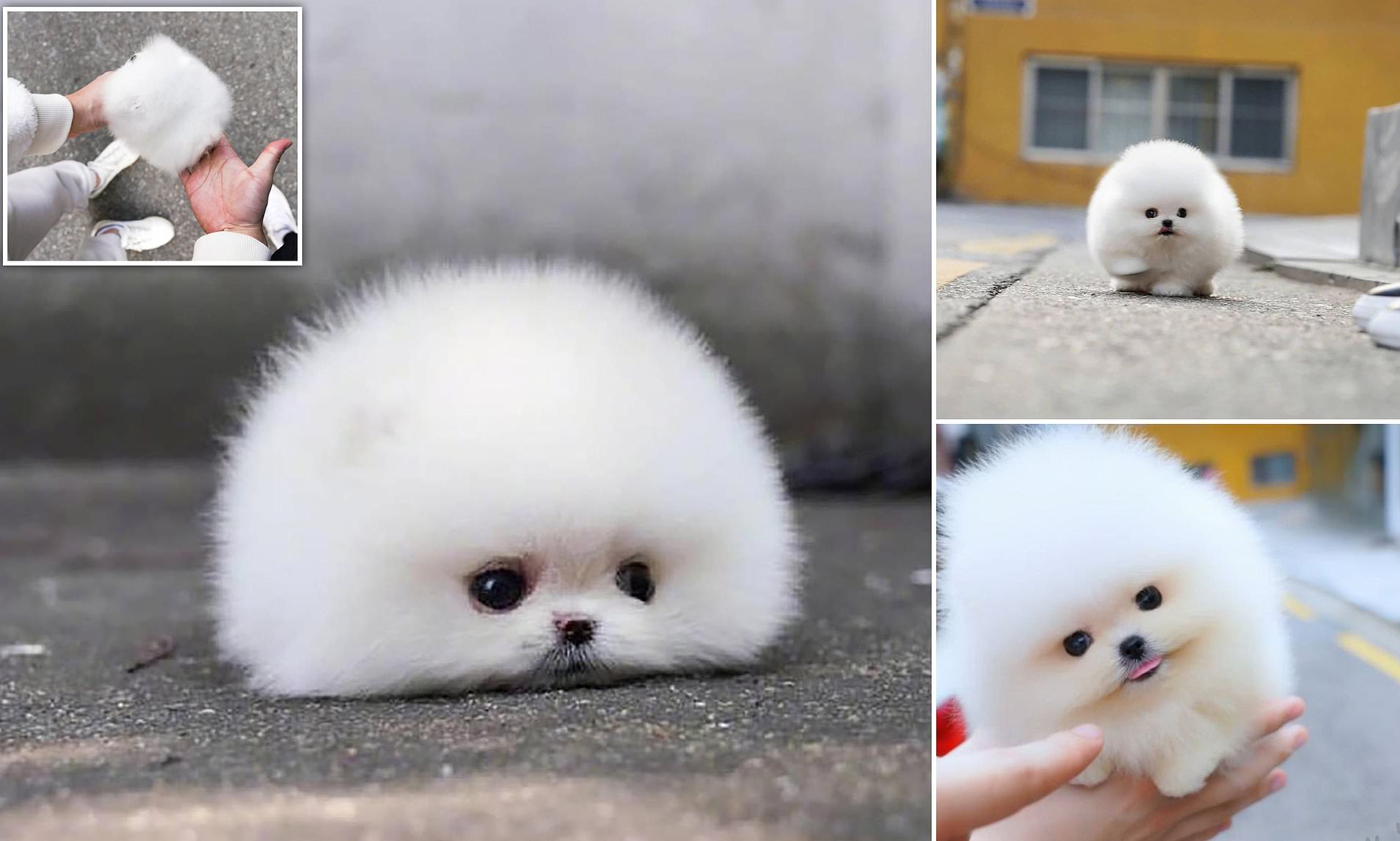 smallest pomeranian