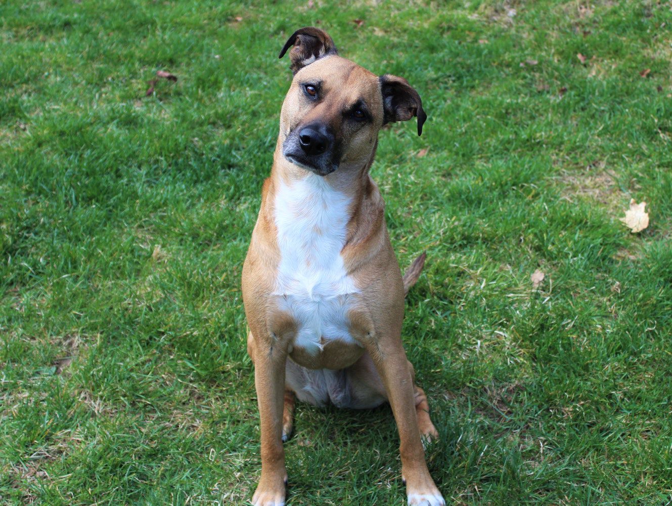 southern black mouth cur dog