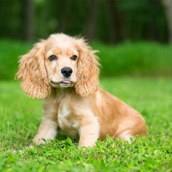 spaniel puppies for sale near me