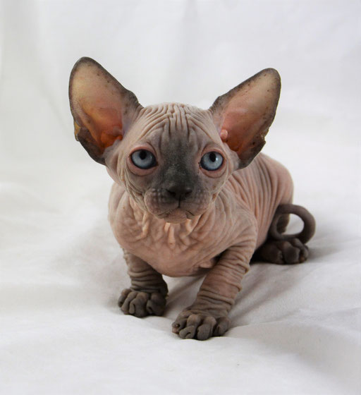 sphynx kittens for sale