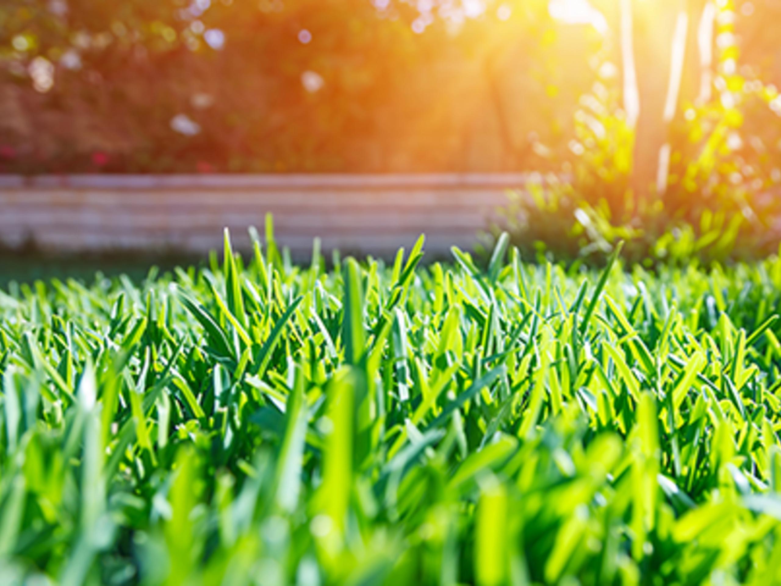 spray on grass seed bunnings