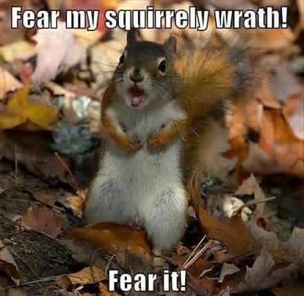 squirrel memes