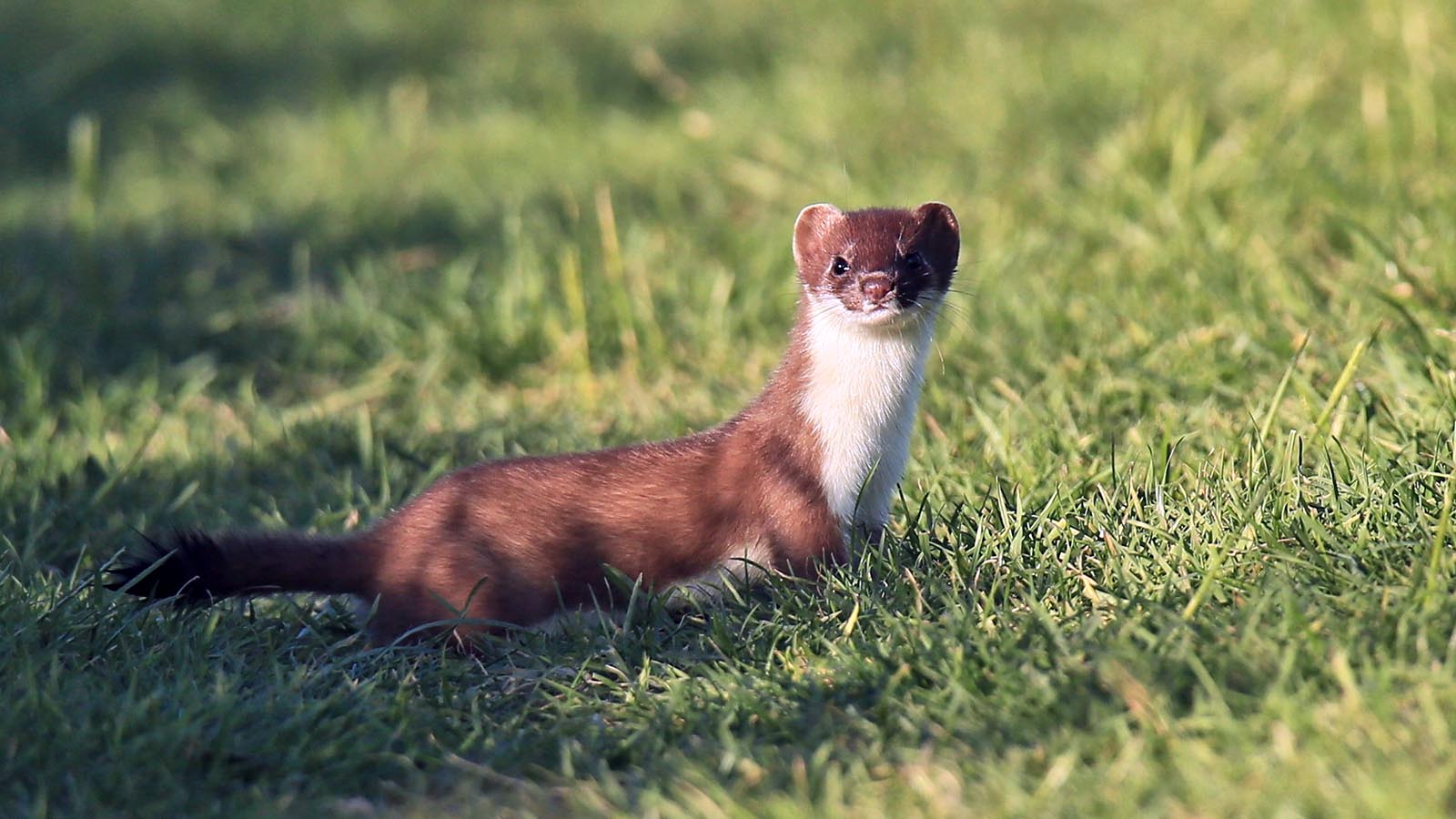 stoat animal pet