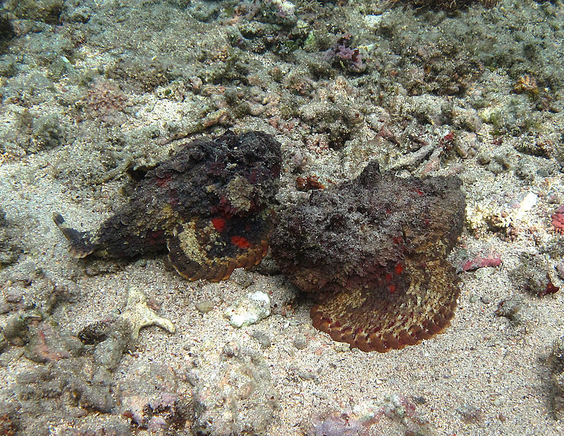 stonefish wiki