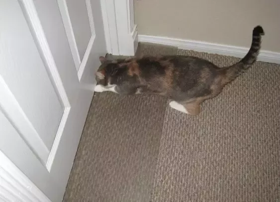 stop cat scratching door