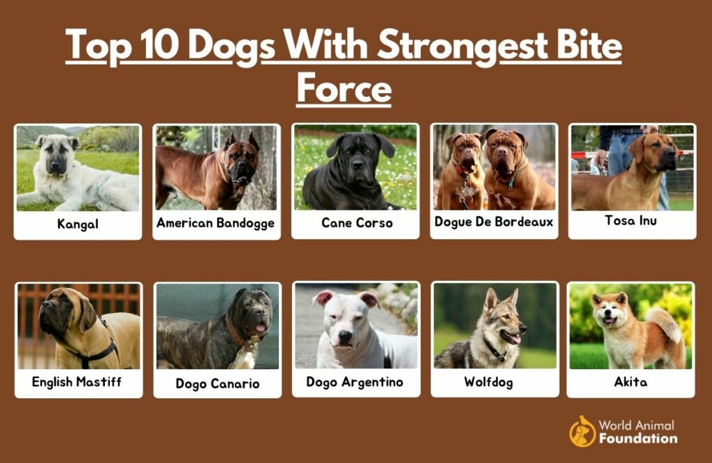 strongest dog bite force