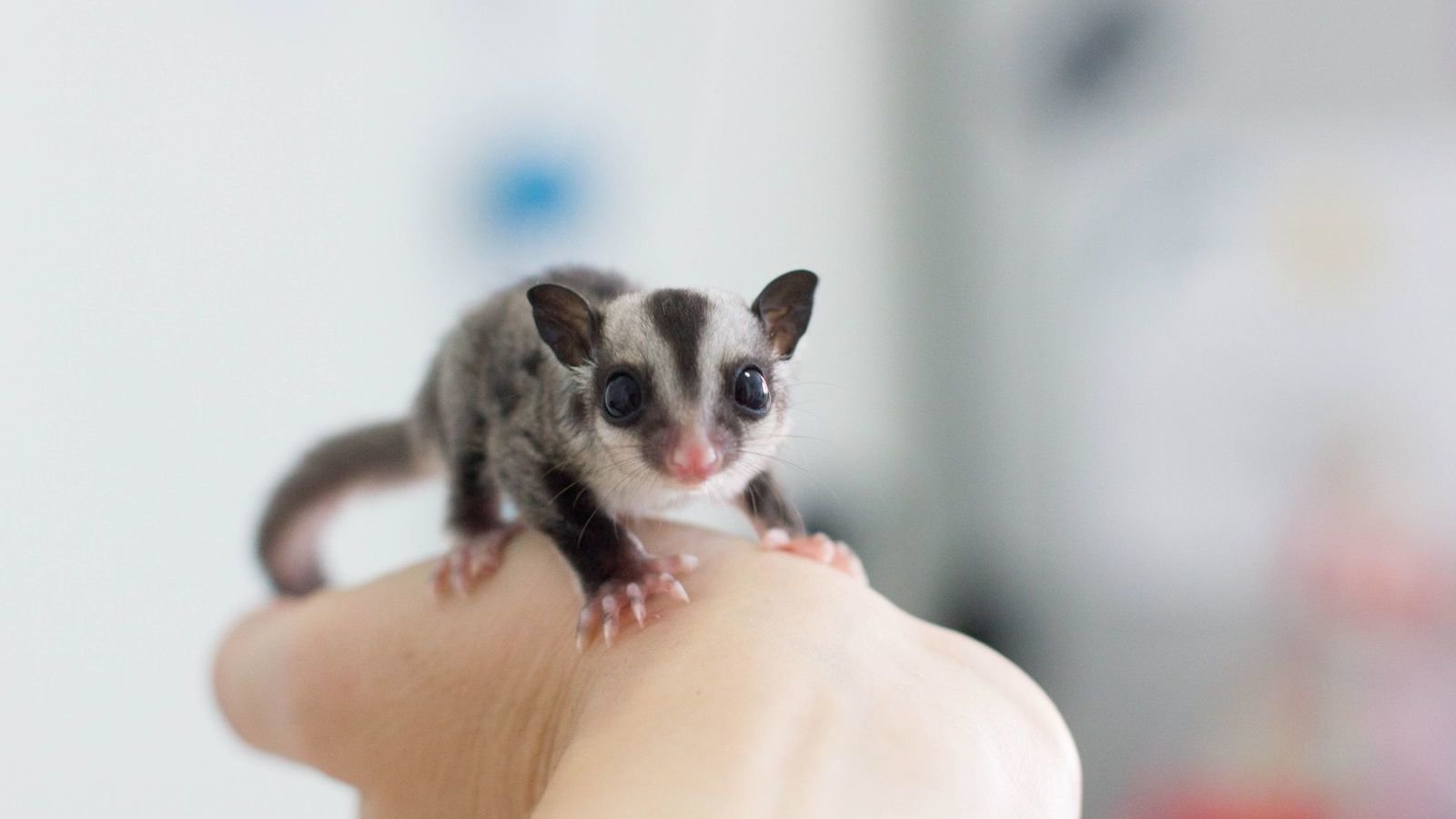 sugar glider for sale toronto