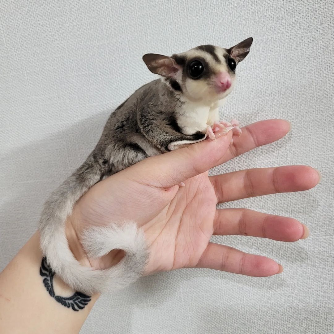 sugar gliders for sale kansas city