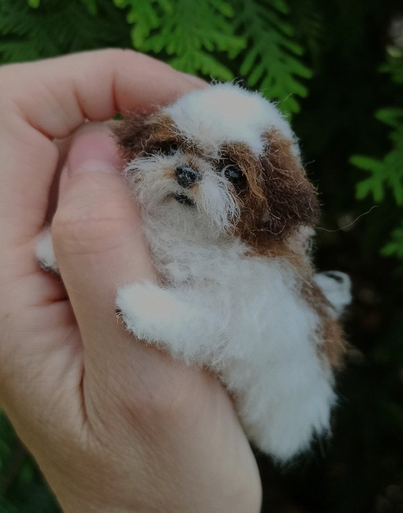 teacup shih tzu puppies