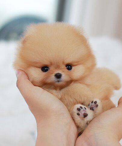 teacup small fluffy dogs