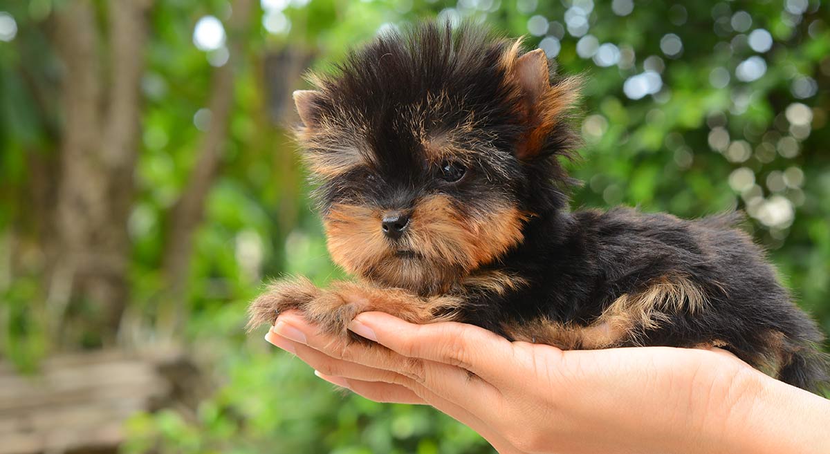 teacup yorkshire terrier