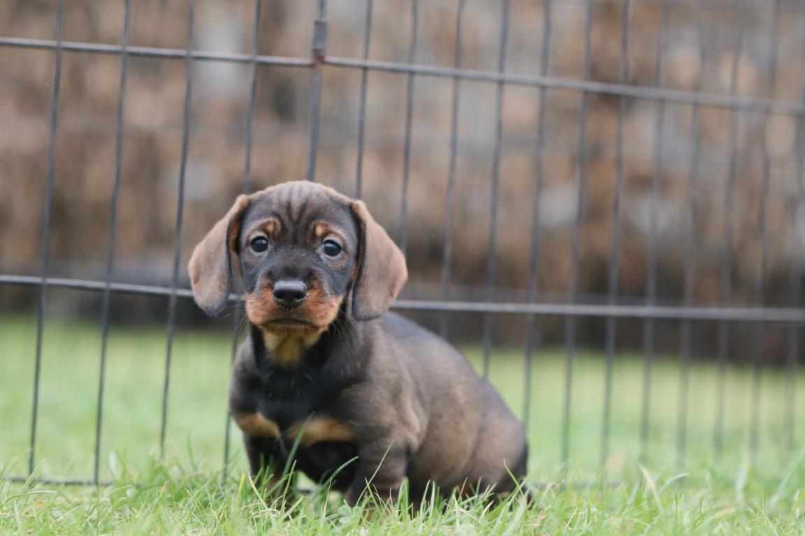 teckel dachshund puppies for sale