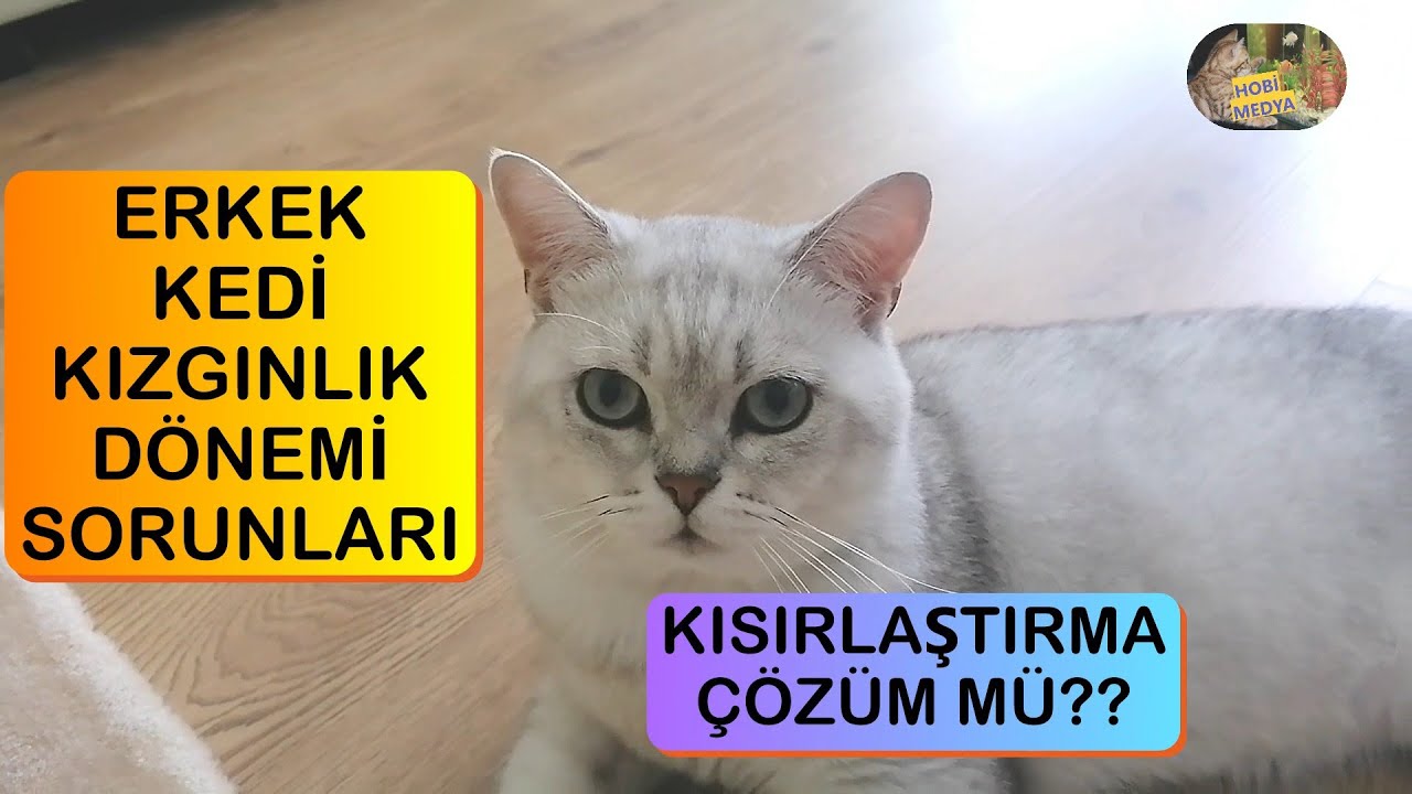 tekir erkek kedi kızgınlık dönemi