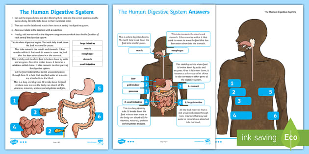 the digestive system for ks2