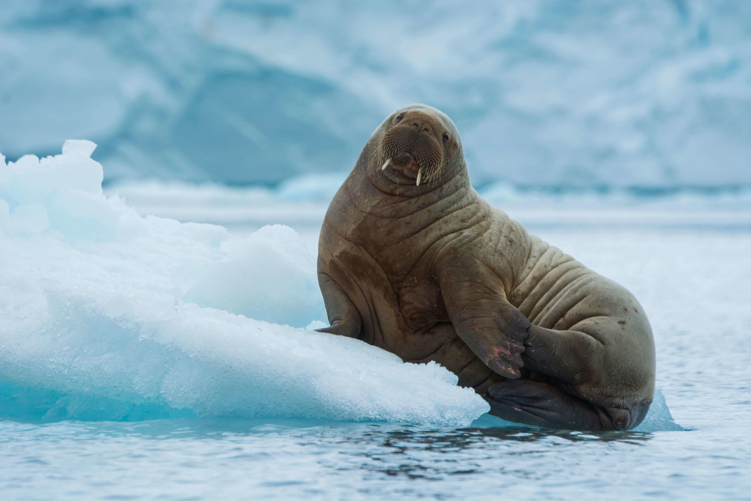 the walrus canada