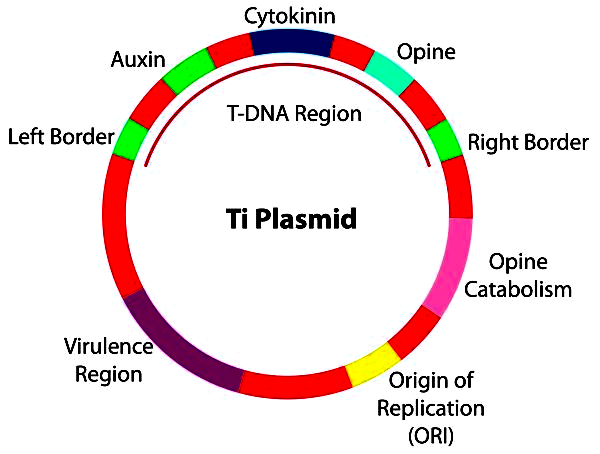 ti plasmid is obtained from which of the following