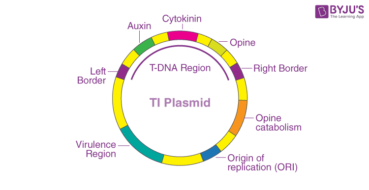 ti plasmid is obtained from