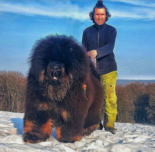 tibetan mastiff breeds for sale