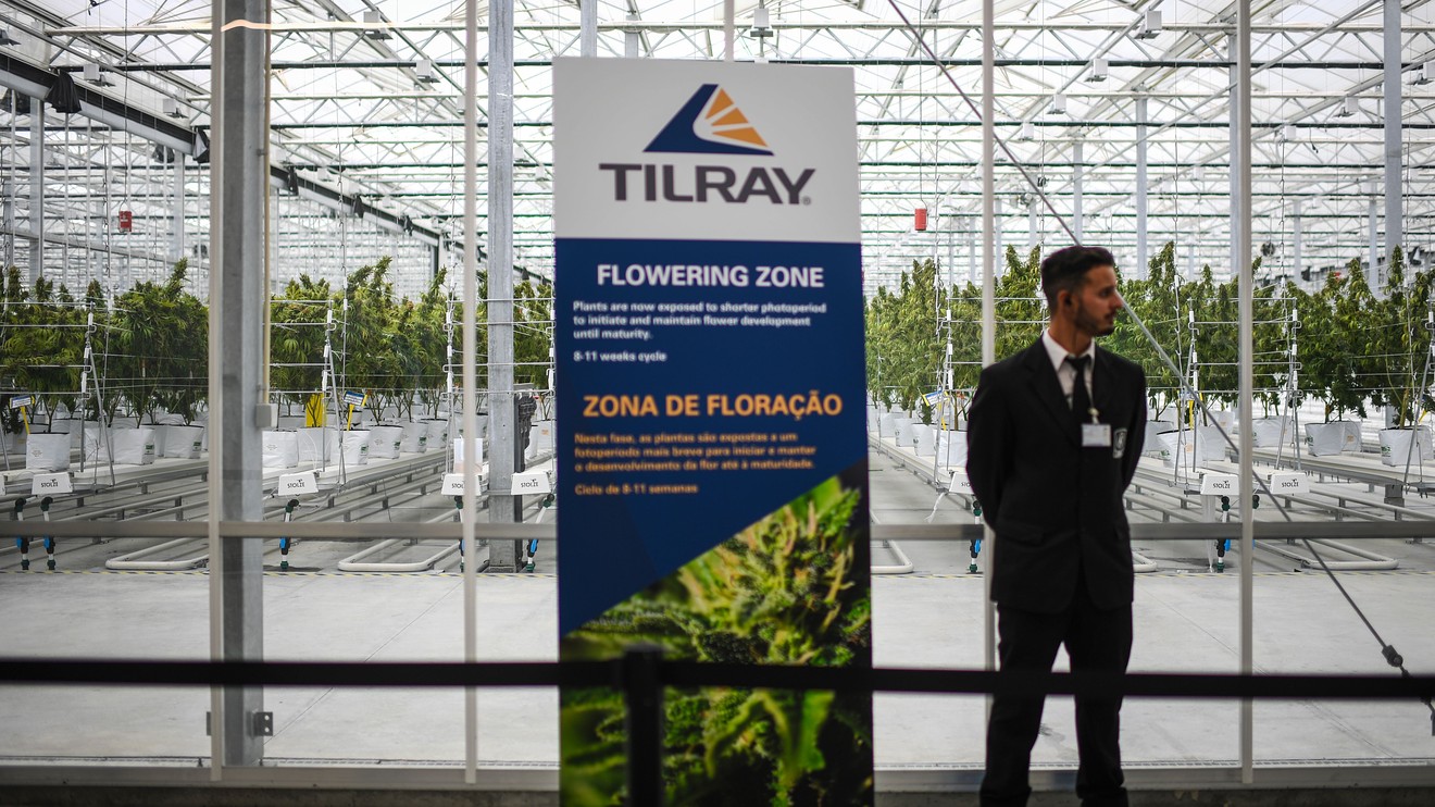 tilray stock