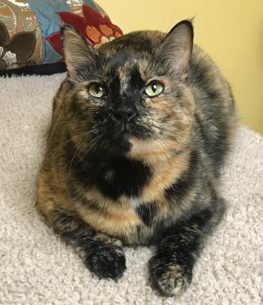 tortoiseshell cat for adoption near me